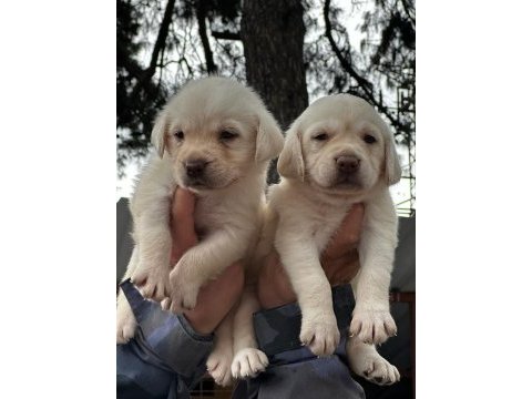 Şampanya labrador jelibonlar