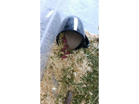 Yavru hamster