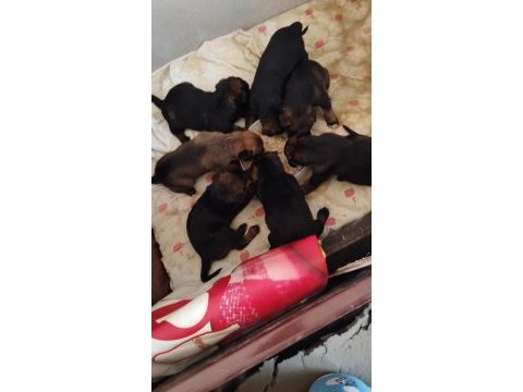 Belçikanın malinois şehrinden