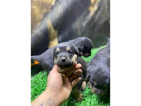 Rottweiler yavrularımız son 2 dişi