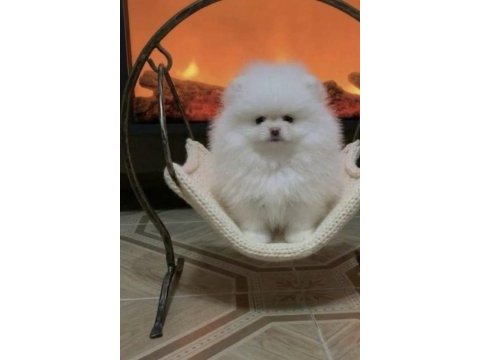 Pomeranian boo kar beyaz erkek