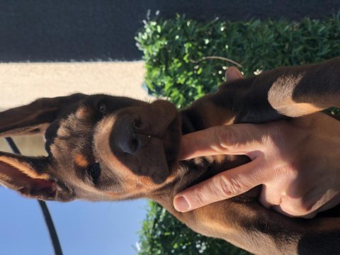 Avrupa kan katları doberman yavrular