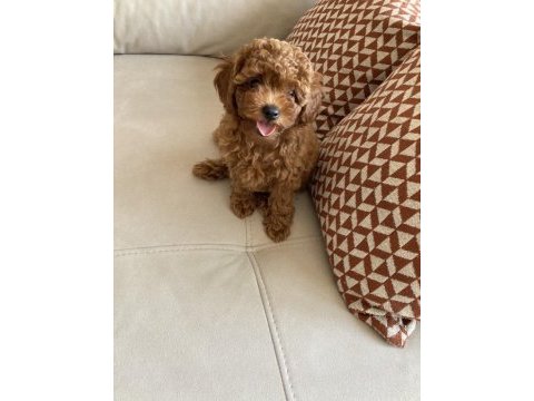 75 günlük teacup poodle