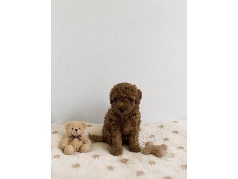 Red brown toy poodle miniğimiz