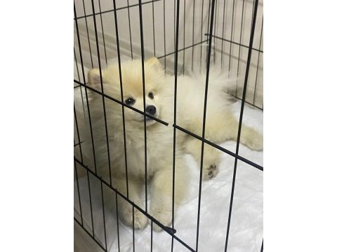 Pomeranian 6 aylık erkek aşıları herşeyi tam