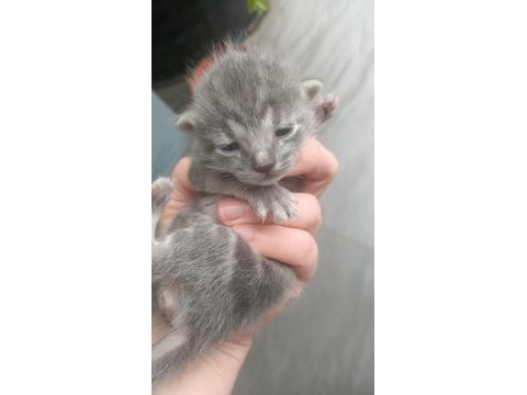 Sevimli yavru kedilere yuva olmak istemezmisiniz
