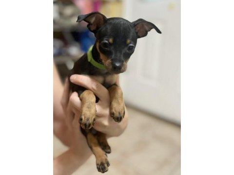Satılık minyatür pinscher köpekler