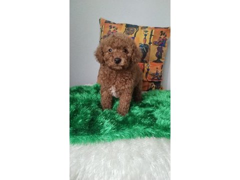 Orjinal poodle bebekler