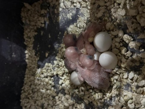 Hazır çift muhabbet kuşu altında 4 yavru var