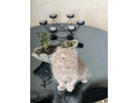 Güzel surat british longhair yavrum