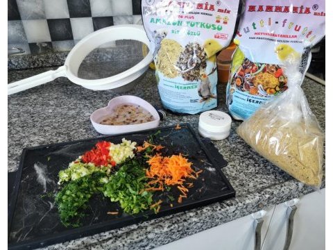 Forpus papağanı bebekleri