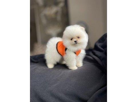 Pomeranian boo 3 aylık