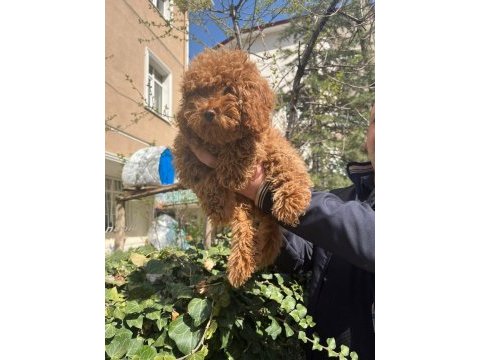 Toy poodle 4 aylık dişi wc eğitimli