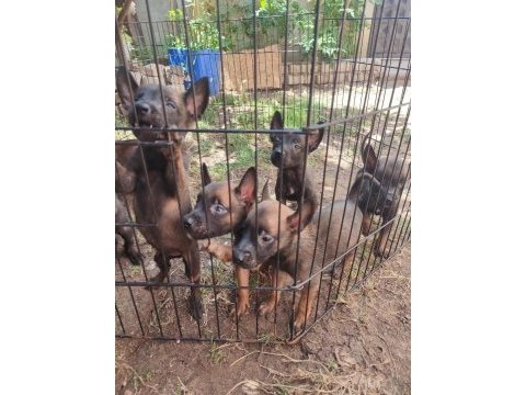 Kara kafa malinois bebekler