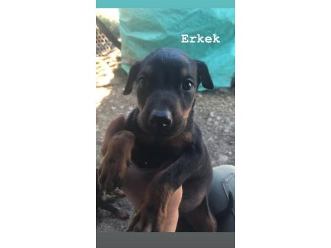 Erkek ve dişi doberman yavruları
