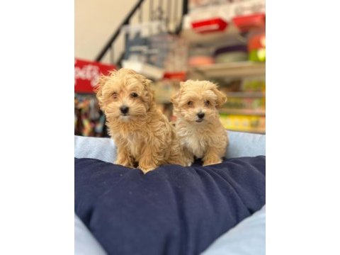 Tüy dökmeyen hi̇poalerjeni̇k safkan teacup malti̇poo