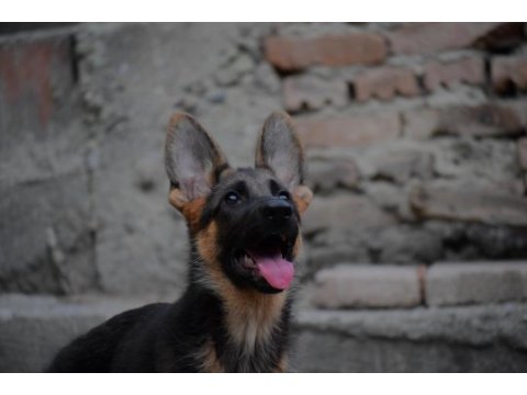 3 aylık aşılı şecereli dişi alman kurdu