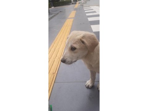 Golden köpeğimiz 4-5 aylık civarı