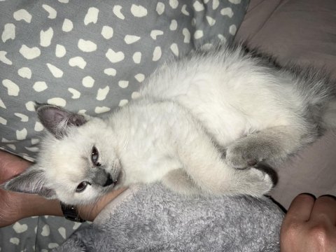 Blue point 3 aylık erkek yavru kedi