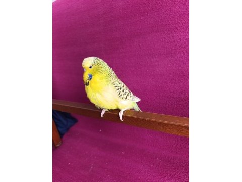 Yetişkin dişi jumbo texsas muhabbet kuşu