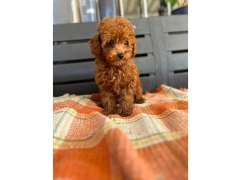 Toy poodle dişi