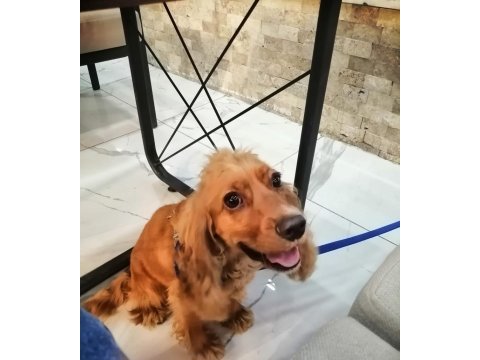 Uyumlu kızımız yuva arıyor american cocker