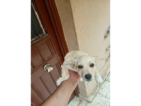 3 aylık rus finosu bir dişi bir erkek