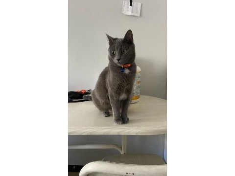 1 yaşında british shorthair