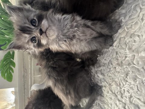Orjinal maine coon yavrular