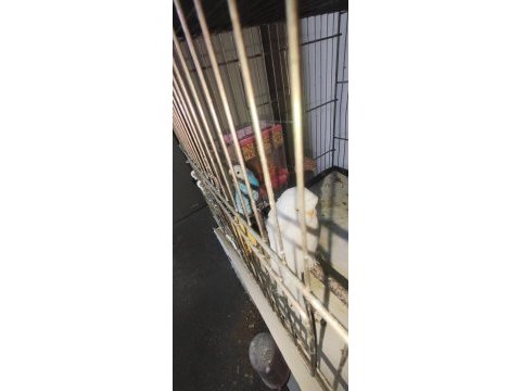 Bedavaya sağlıklı düzgün kuşumuz 3 çift veriyorum acil