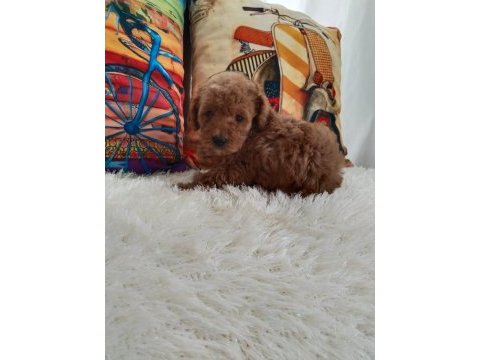 Toy poodle yavrularımız