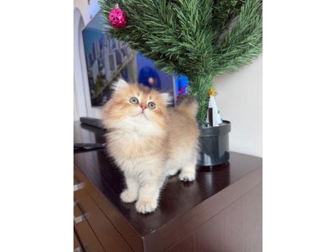 Golden british longhair