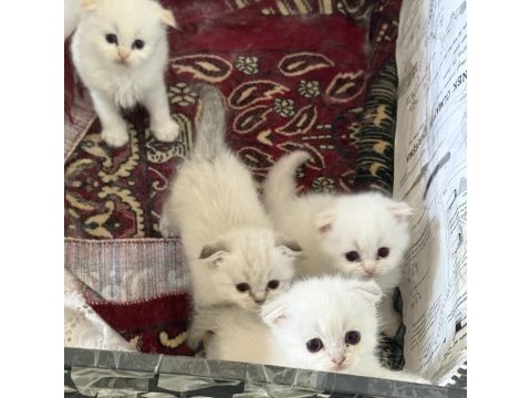 Scottish fold longhair yavrular