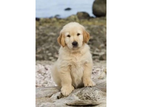 Ruhsatlı köpek çifliğinden golden yavrular a scrli