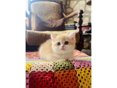 Saf kan golden british shorthair yavrular (wcf kayıtlı)