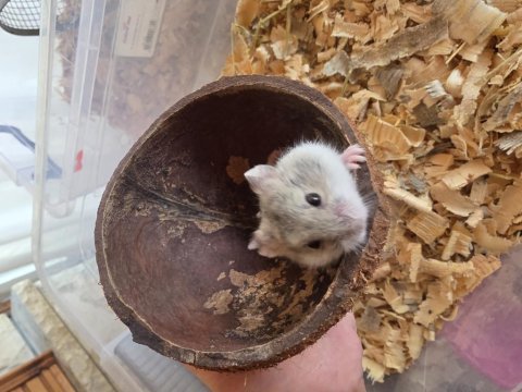 Yavru gonzales hamster