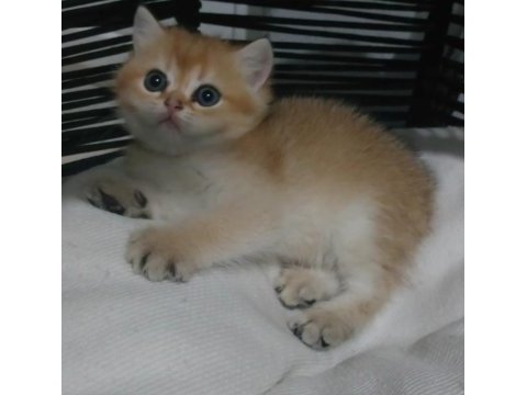 Safkan british shorthair açıklamayı okuyun lütfen