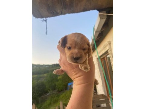 Afacan english cocker yavrular