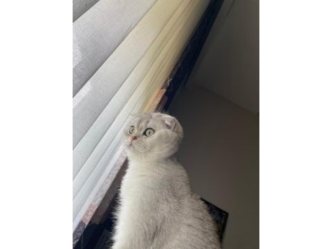 Biblo gibi scottish fold kızımız
