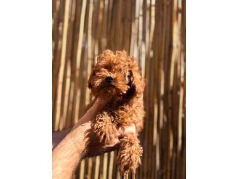 Irkının en iyi olan poodle bebekler