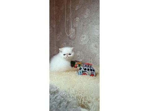 Böyle güzellikte başka iran kedisi yok