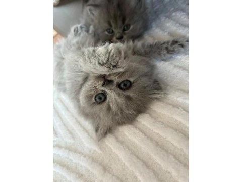 Orijinal british shorthair ve longhair