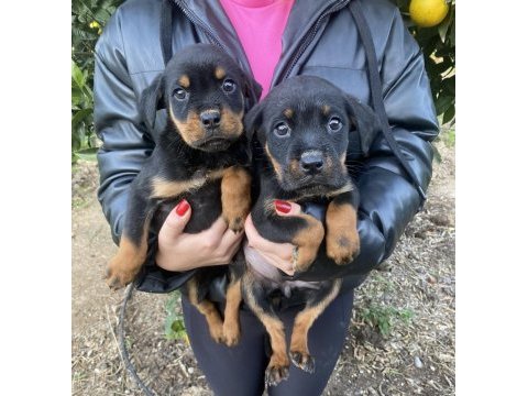 Şecereil rottweiler bebeler