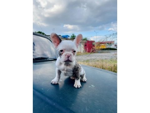 Egzotik french bulldog