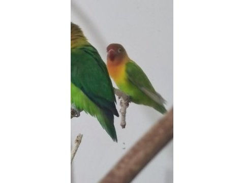 Erkek cennet papağanı