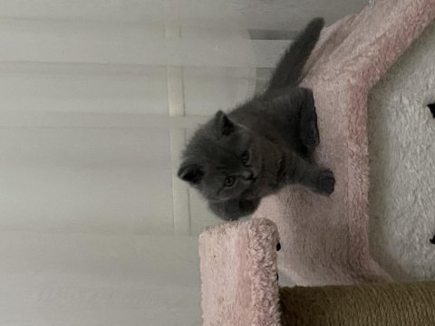 55 günlük british shorthair