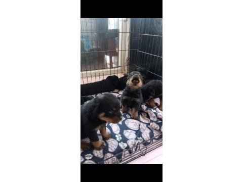 Onlar bir dünya rottweiler şampiyonu torunları