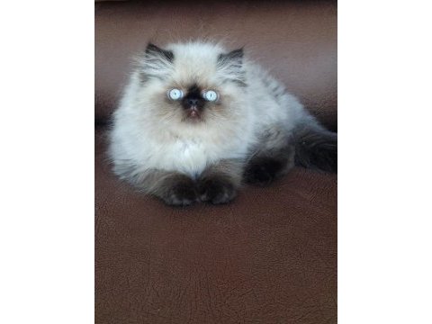 Şecere (soy) belgeli persian (iran) erkek yavru