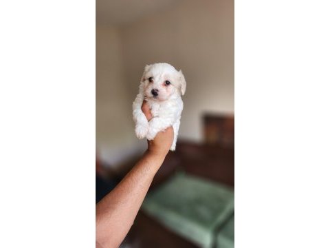 Dünya güzeli maltese yavrularım
