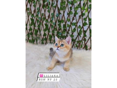 Safkan gerçek british shorthair bebekler